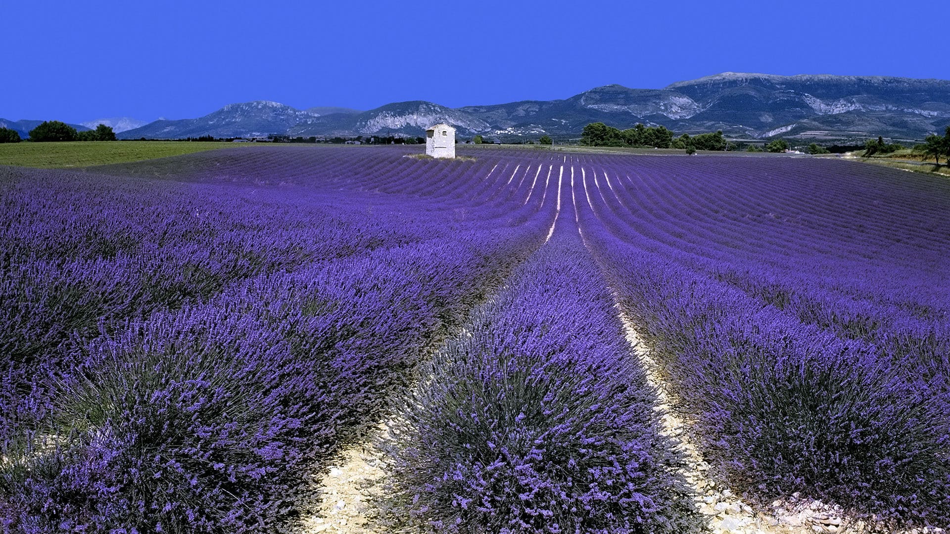 Lavandar fields around Restanques de Beaudine | Alpes de Haute-Provence