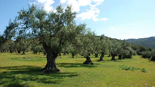 Olive field | Alpes de Haute Provence